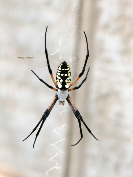 Arachnid Control
