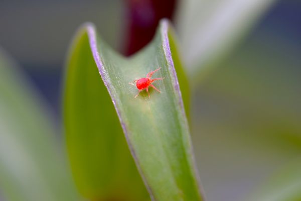 Bug Control Service