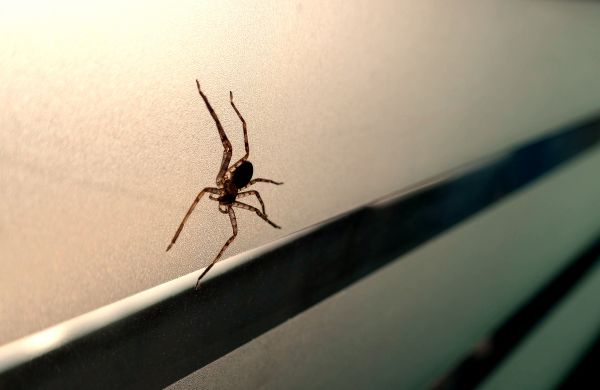 Black Widow Removal Service