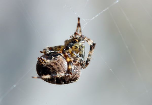 Arachnid Control