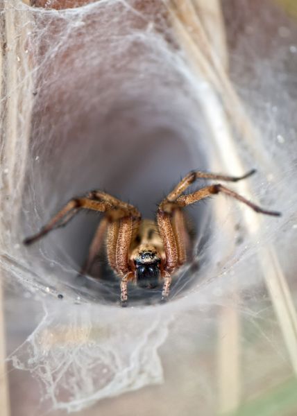Black Widow Extermination