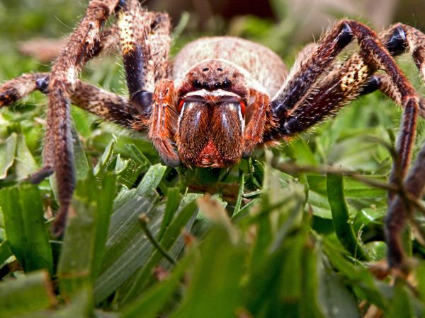 Black Widow Extermination