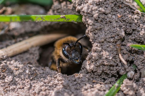 Hornet Nest Removal