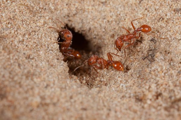 Ant Control Service