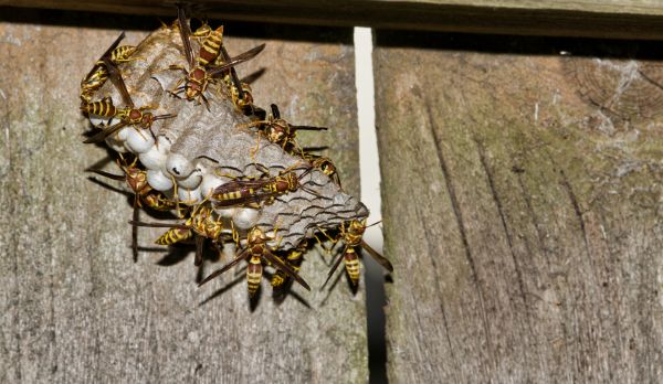 Emergency Wasp Removal