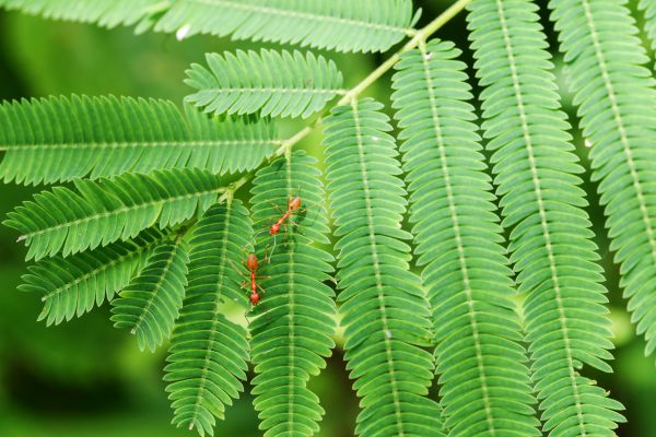 Ant Removal Service