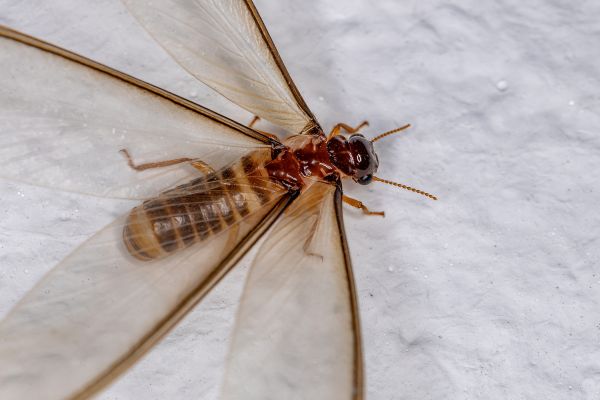 Insect Control