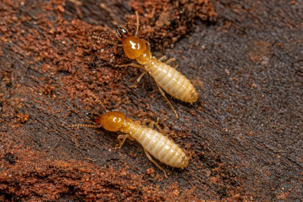Termites Removal - Termites Removal San Antonio, Texas