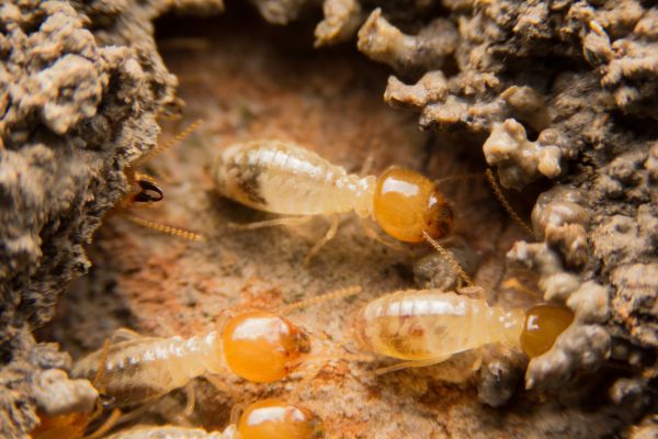 Termite Control