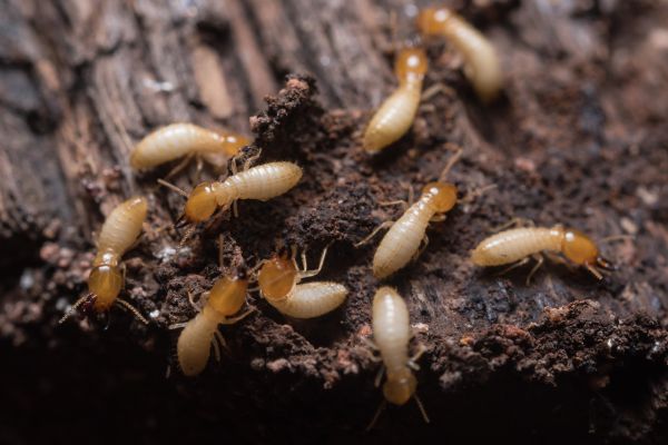 Home Termite Treatment
