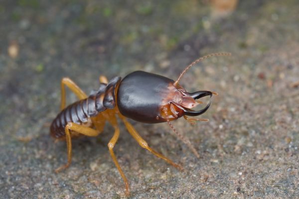 Building Termite Inspection