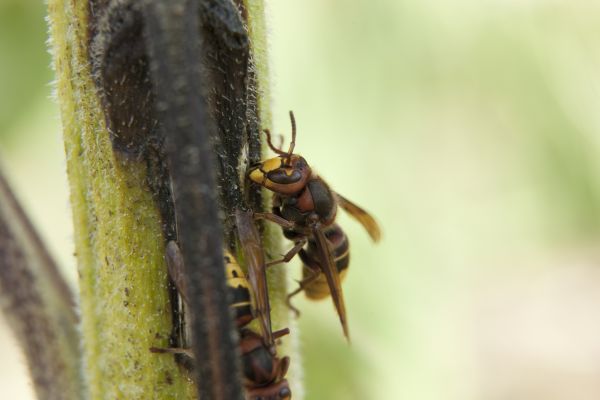 Extermination Service