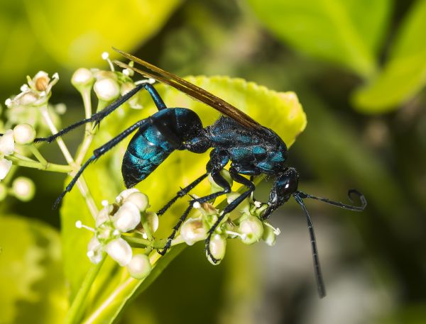 Baldfaced Hornet Removal