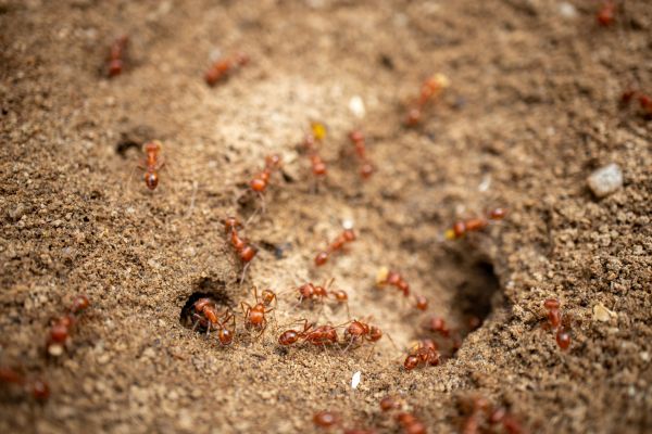 Ant Control Service