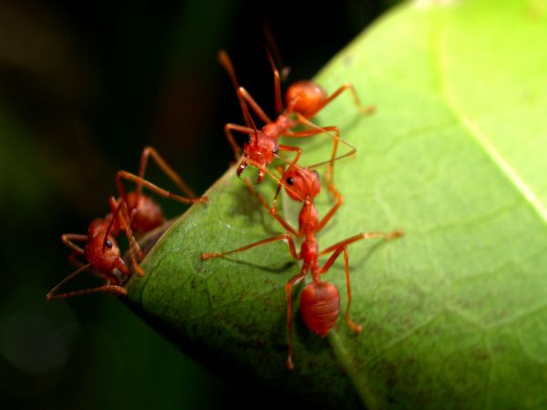 Ant Control Service