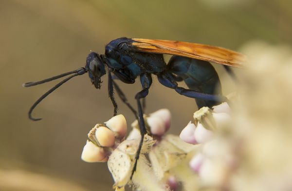 Baldfaced Hornet Extermination