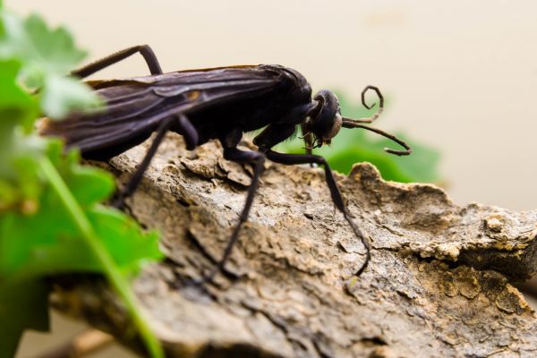 Hornet Control Service