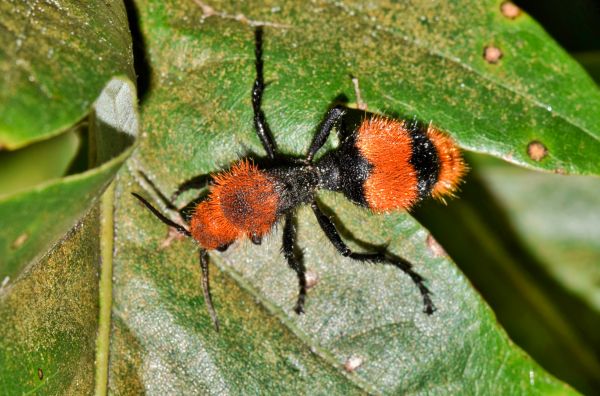 Black Ant Extermination