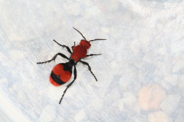 Ant Elimination