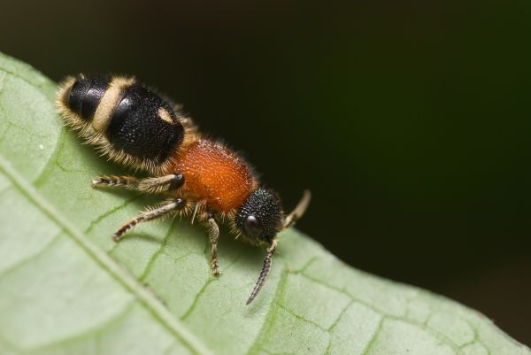 Ant Infestation Control