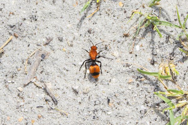 Ant Elimination