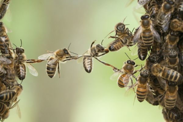 Africanized Bee Removal