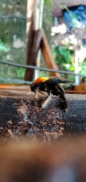 Africanized Bee Removal