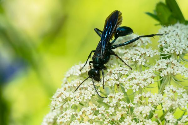 Bug Extermination
