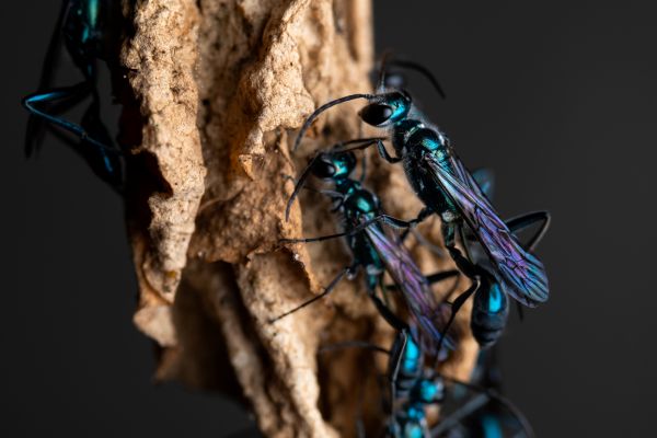 Bug Removal Service