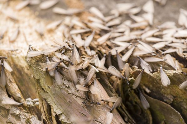 Termite Control