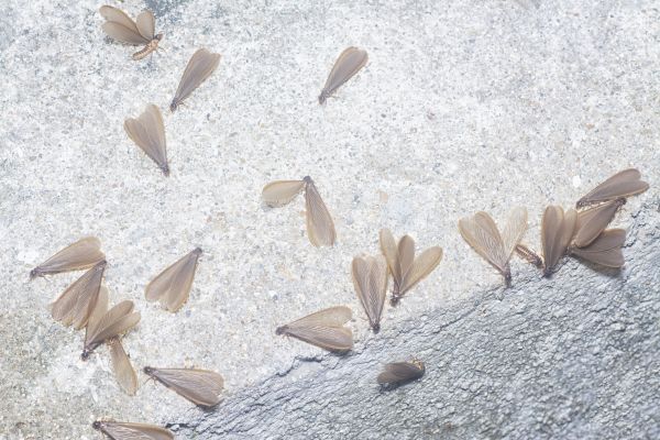 Termite Control