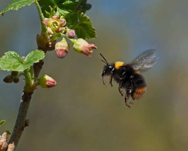 Africanized Bee Removal