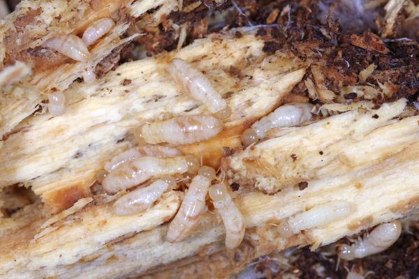 Drywood Termite Control