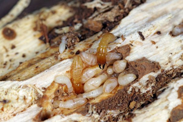 Drywood Termite Control