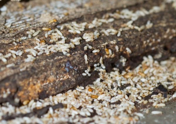 Building Termite Inspection