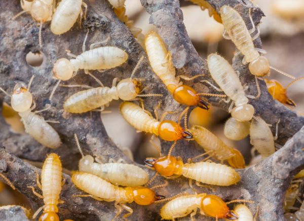 Building Termite Inspection