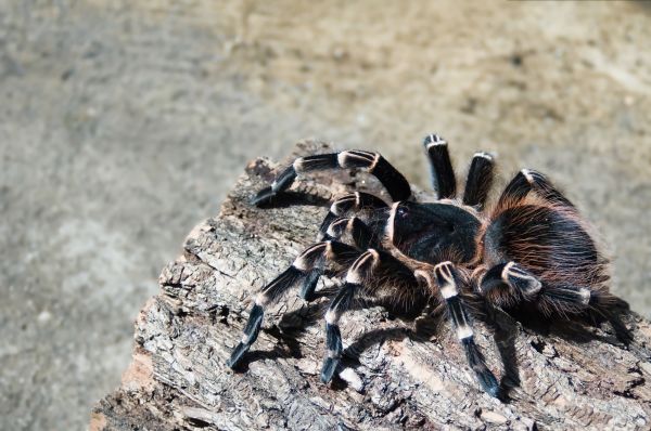 Brown Recluse Extermination