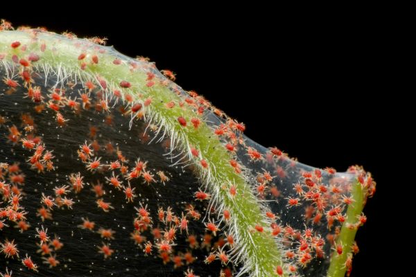 Ash Borers Pest Control