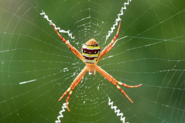 Black Spider Extermination