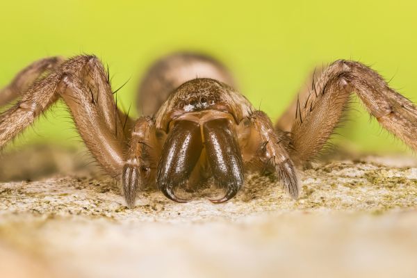 Brown Recluse Extermination