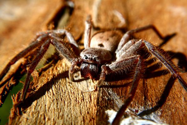 Black Widow Removal Service