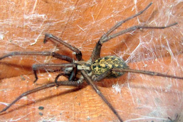 Black Widow Extermination