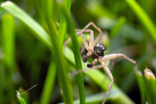 Black Widow Removal Service