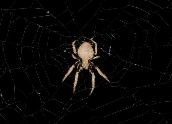 Common Spiders Extermination