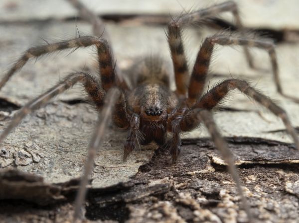 Black Widow Extermination