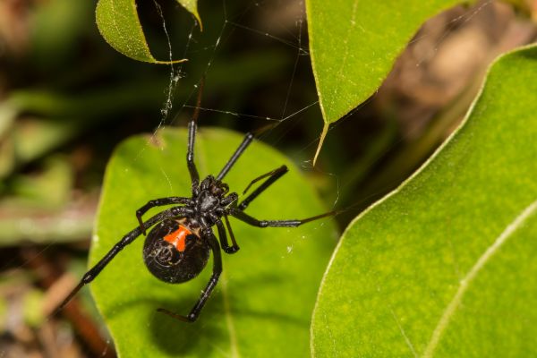 Black Widow Elimination