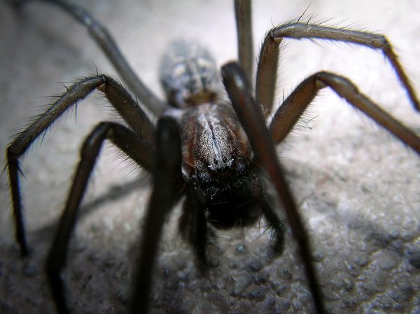 Black Spider Control