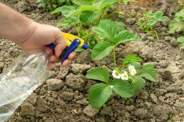 Commercial Pest Control