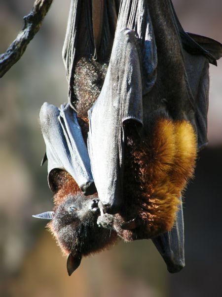 Bat Exclusion