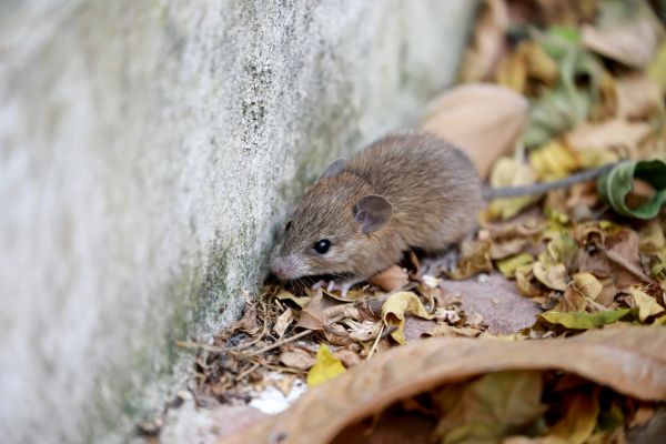 Field Mice Control